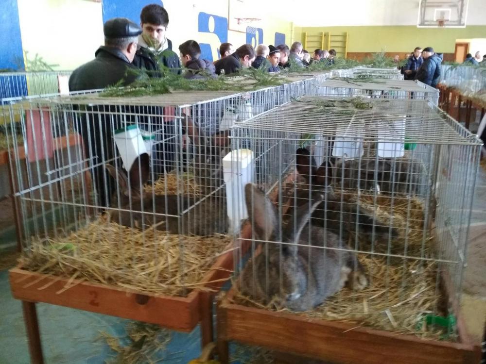 Виставка кролів відбулась в Ужгороді