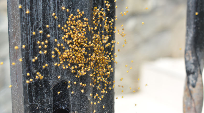 Біля будинку закарпатки оселились сотні жовтих павуків / ФОТО
